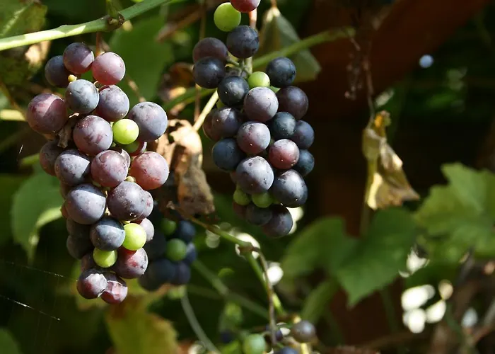 Nad Rudawa Gasthuis 3*