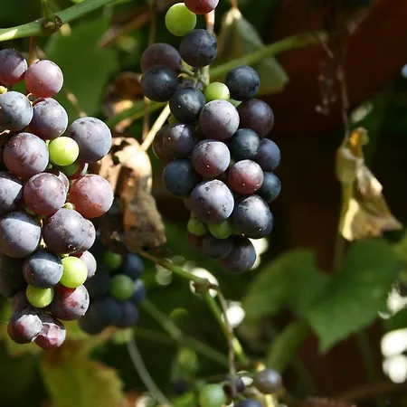 Nad Rudawa Πανσιόν 3*